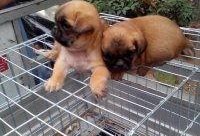 沛县狗市爆料事件最新,真相与争议交织，宠物市场乱象引发社会关注