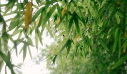 都美竹子最新爆料,揭秘娱乐圈惊人内幕