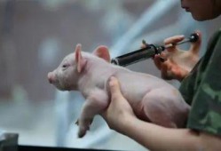 猪瘟最新爆料新闻,揭秘病毒传播途径与防控措施