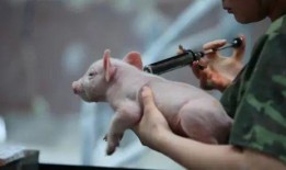 猪瘟最新爆料新闻,揭秘病毒传播途径与防控措施