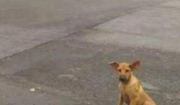 中源果农最新爆料狗哥,狗哥背后的惊人真相