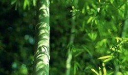 都美竹子最新爆料,揭秘娱乐圈惊人内幕