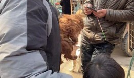 中源果农最新爆料狗哥,狗哥背后的惊人真相