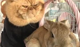 最新爆料肥猫图片,网友直呼“萌化人心”